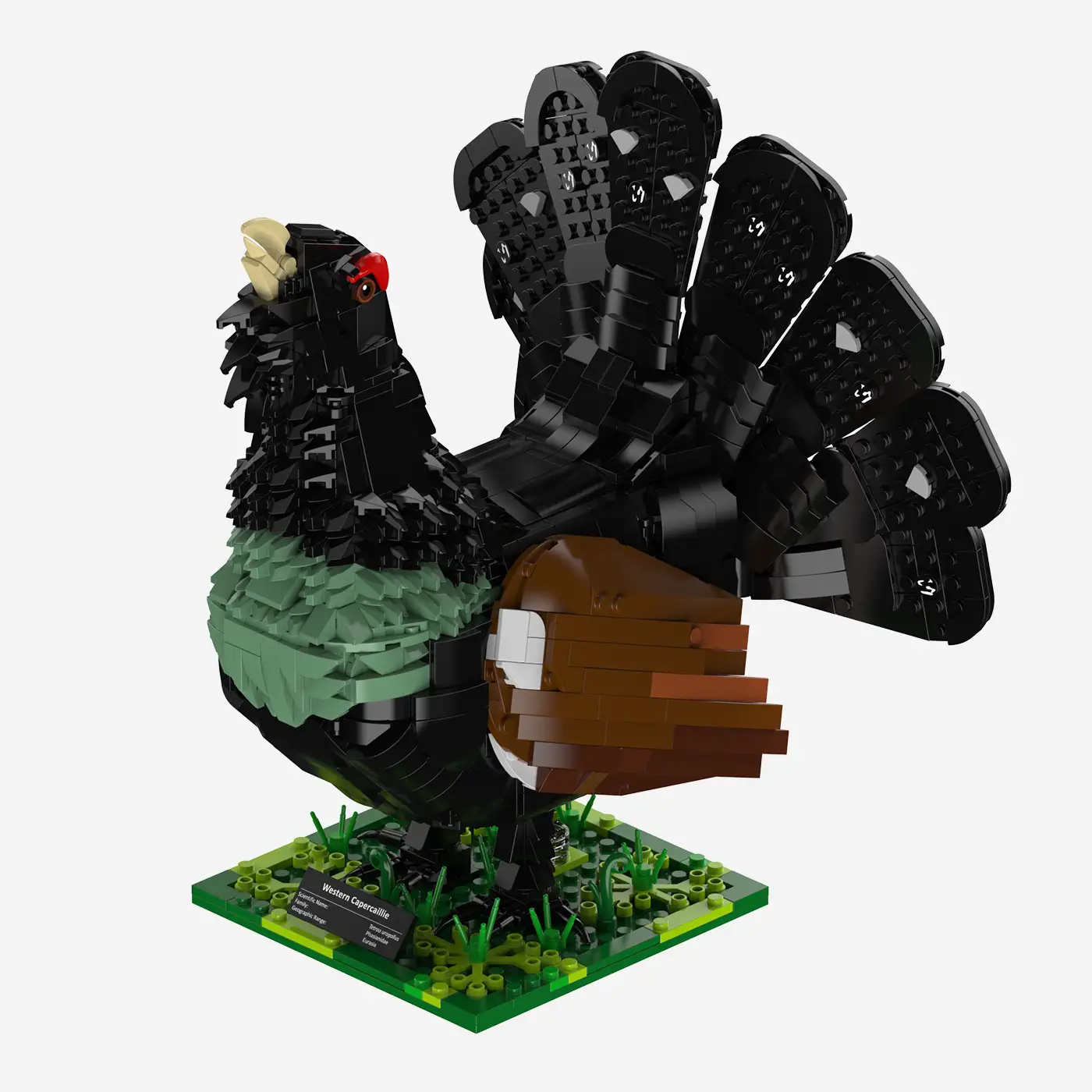 Western Capercaillie