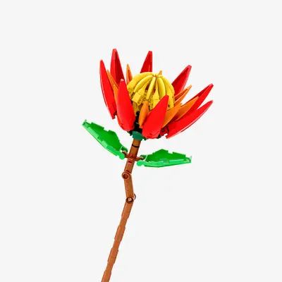 Red Protea Flower