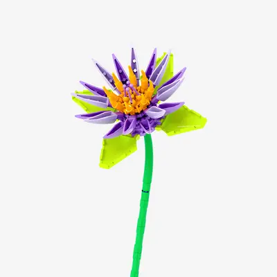 Water Lily